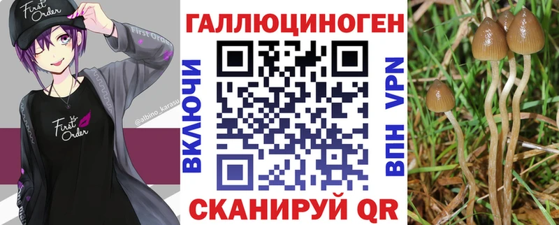 купить  цена  Кодинск  Псилоцибиновые грибы GOLDEN TEACHER 